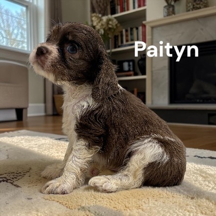 puppy, for, sale, Cocker Spaniel, Joe & Cherri  Overlease, dog, breeder, Miller, MO, dog-breeder, puppy-for-sale, forsale, nearby, find, puppyfind, locator, puppylocator, aca